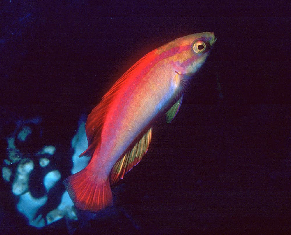 Flame Fairy Wrasse in a marine aquarium