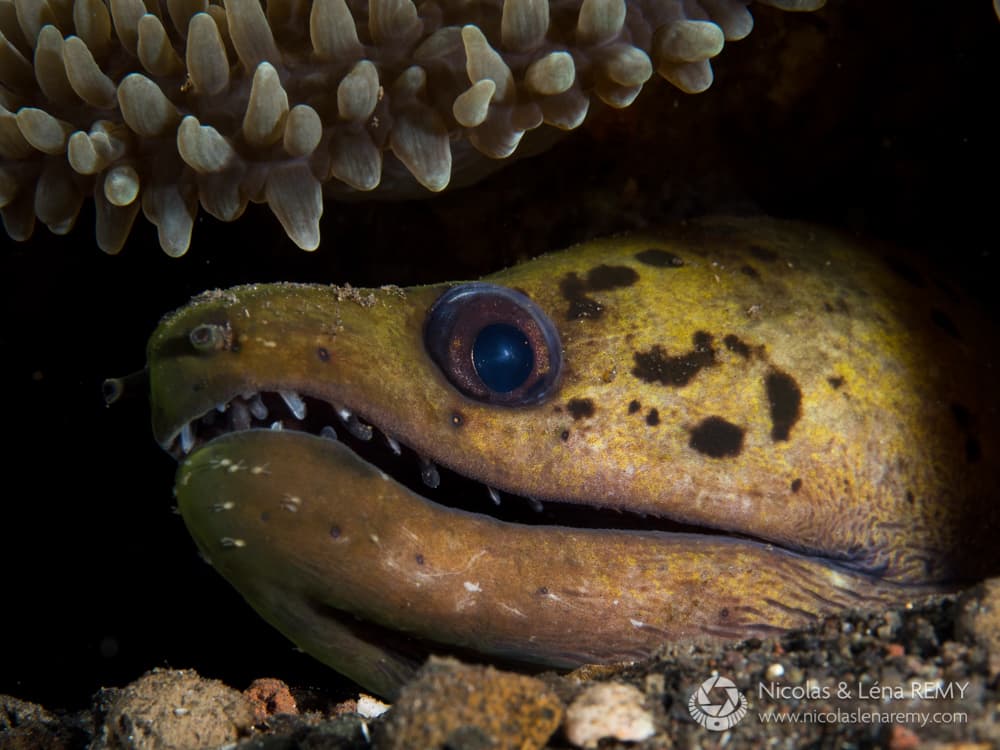 Fimbriated Moray Eel displaying spotted pattern in a reef crevice