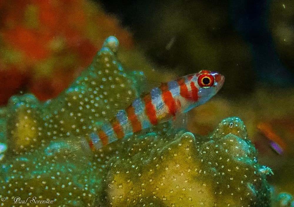Firecracker Goby in a marine aquarium