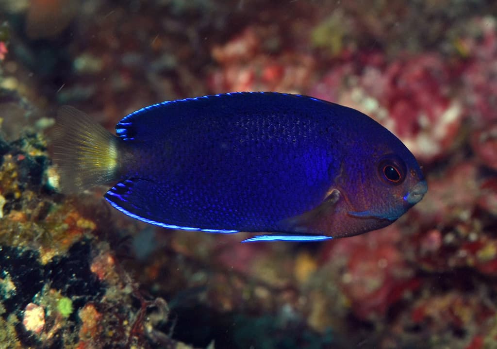 Fisher's Angelfish in a marine aquarium
