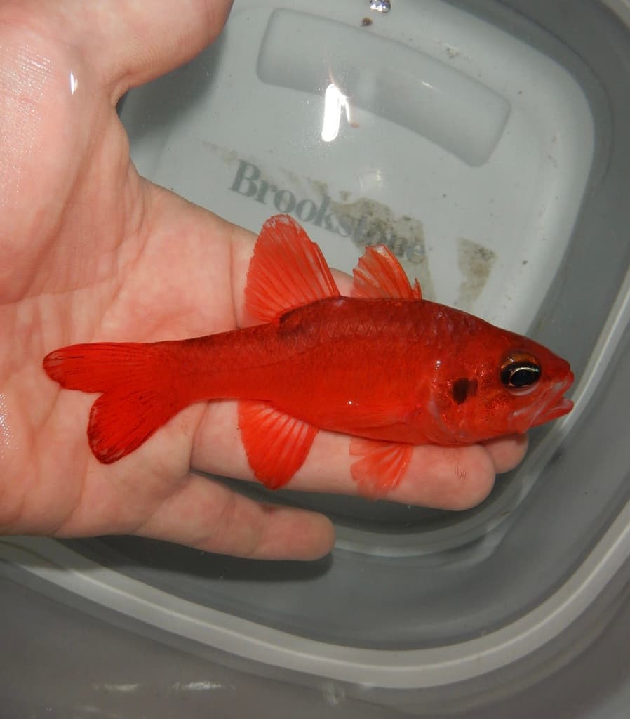 Flame Cardinalfish displaying translucent red body and dark spot markings