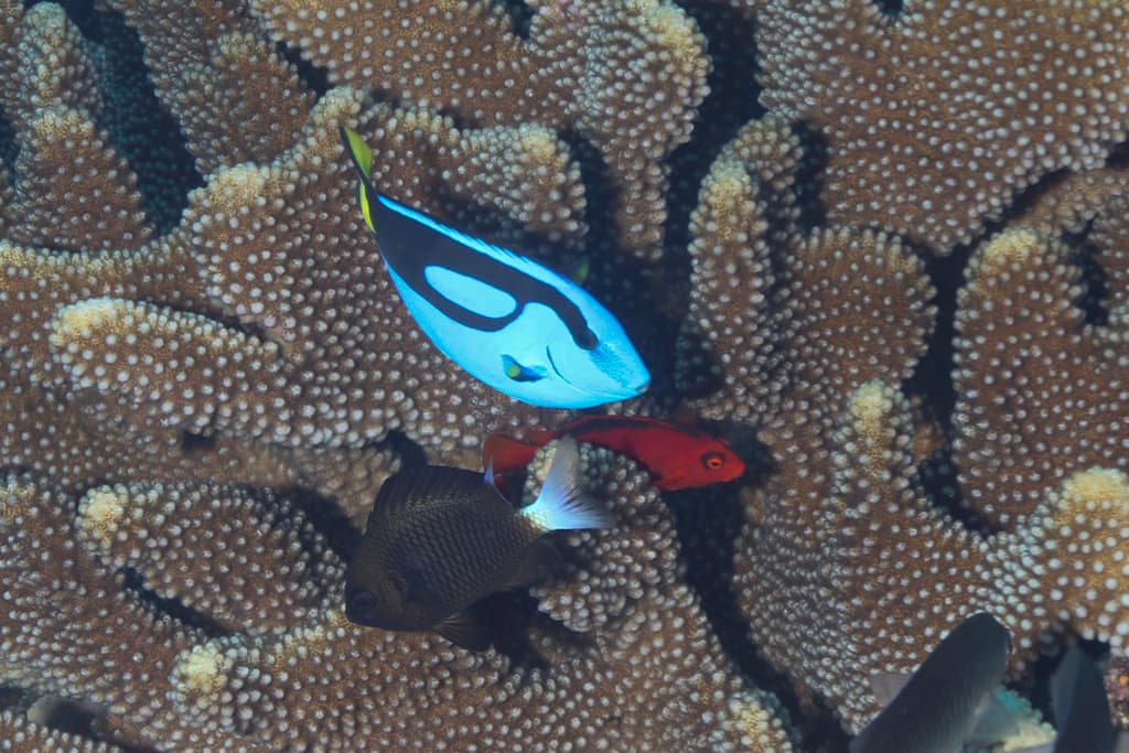 Flame Hawkfish in a marine aquarium