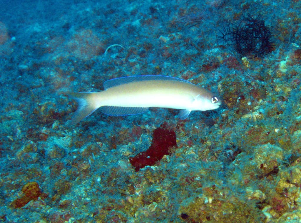 Flashing Tilefish displaying colorful pattern in a marine aquarium