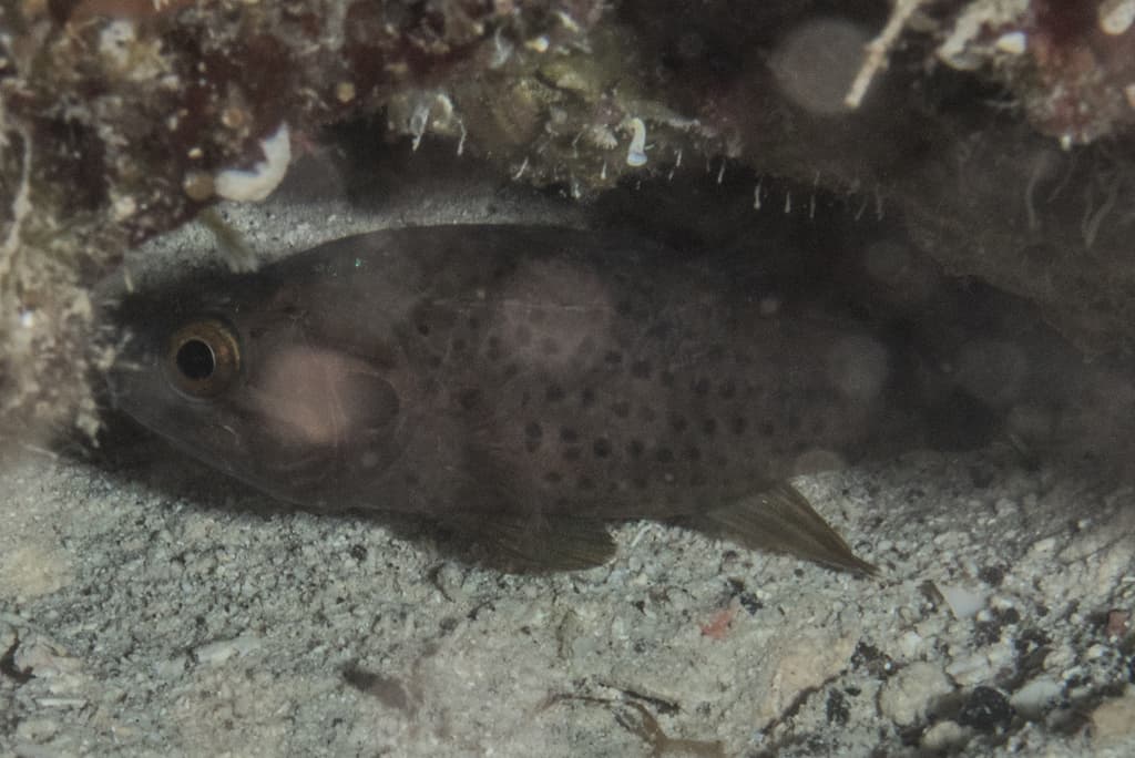 Fowleria Cardinalfish in a marine aquarium
