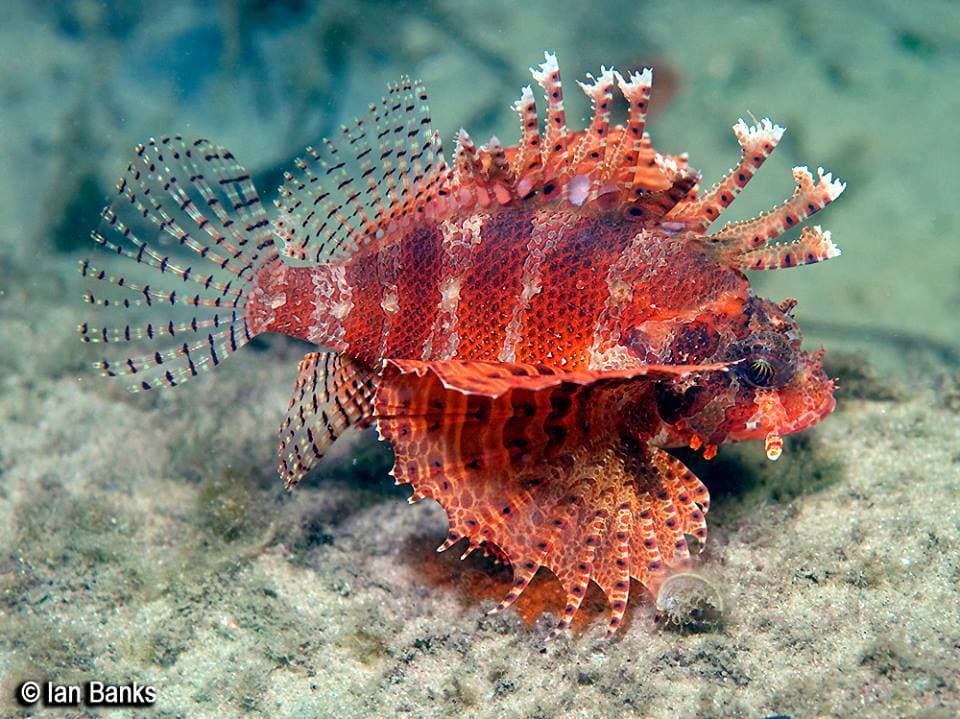 Fuzzy Dwarf Lionfish