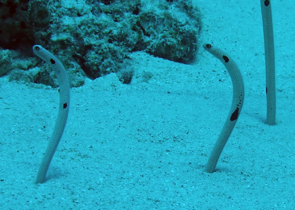 Spotted Garden Eel