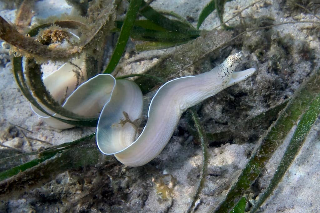 Ghost Eel in a marine aquarium