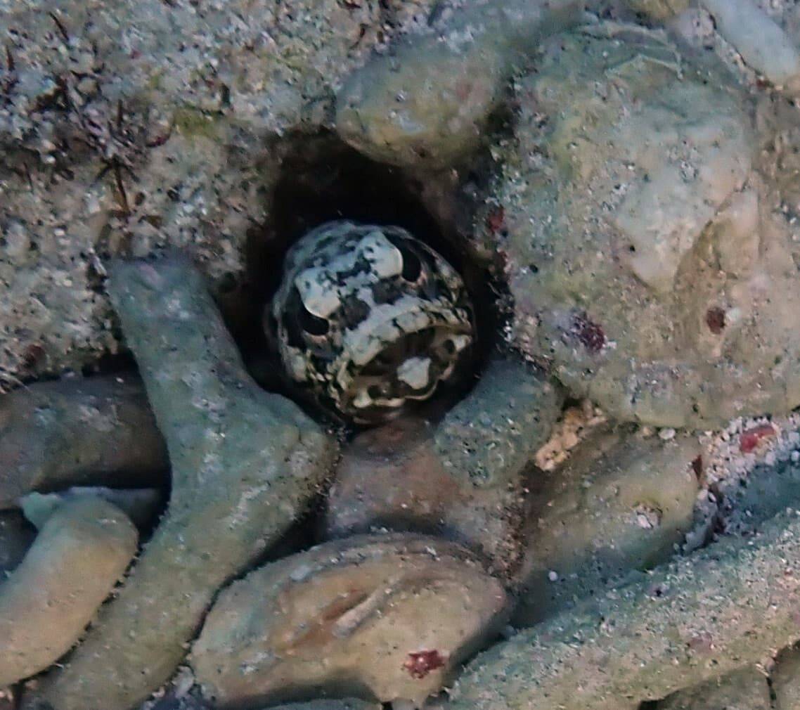 Gold-specs Jawfish with golden face speckling in a marine aquarium