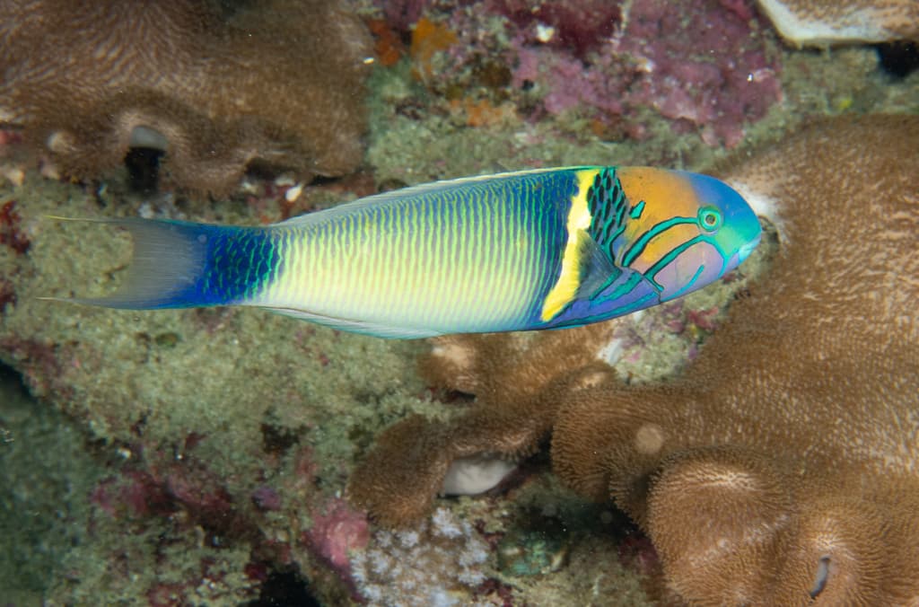 Goldbar Wrasse displaying distinctive golden bar marking