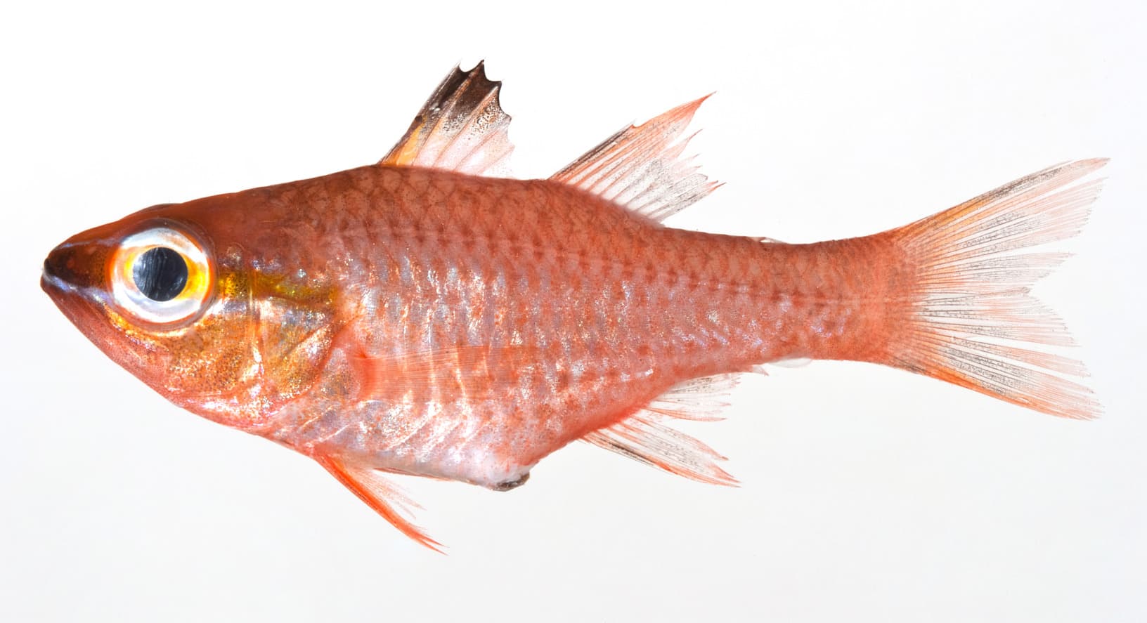 Goldbelly Cardinalfish in a marine aquarium