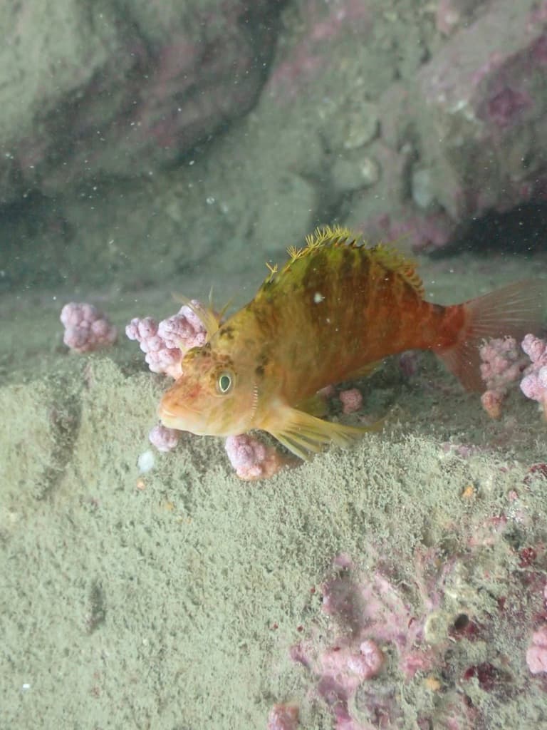 Golden Hawkfish in a marine aquarium