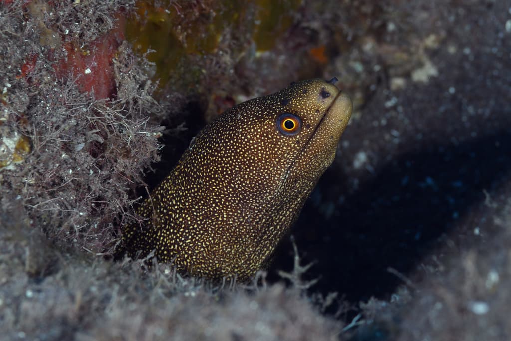 Goldentail Moray Eel with brown body and distinctive golden tail in a reef setting
