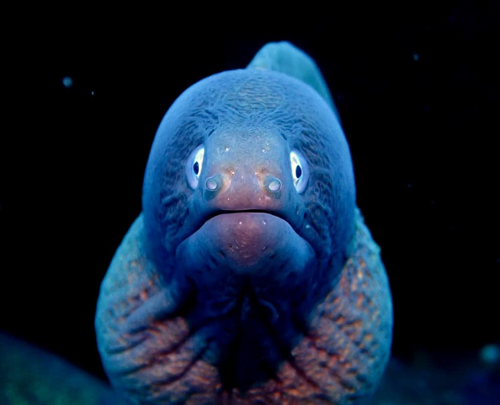 Gray Face Moray Eel with characteristic gray face and spotted body in reef crevice