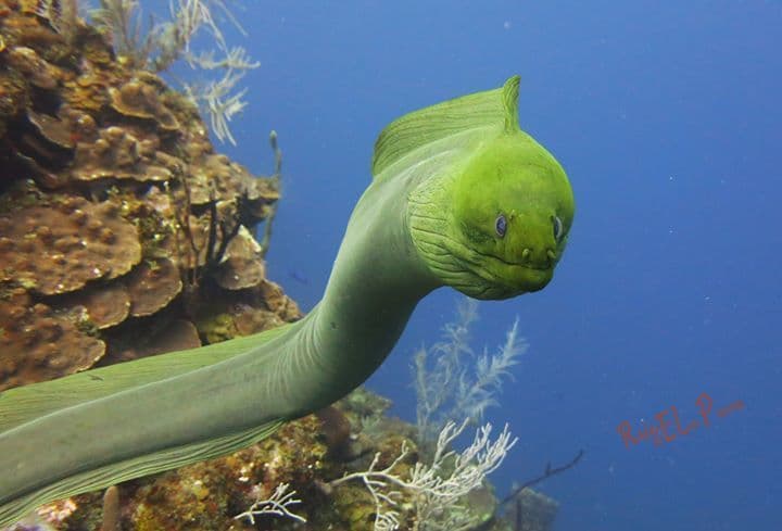 Green Moray Eel in a marine aquarium