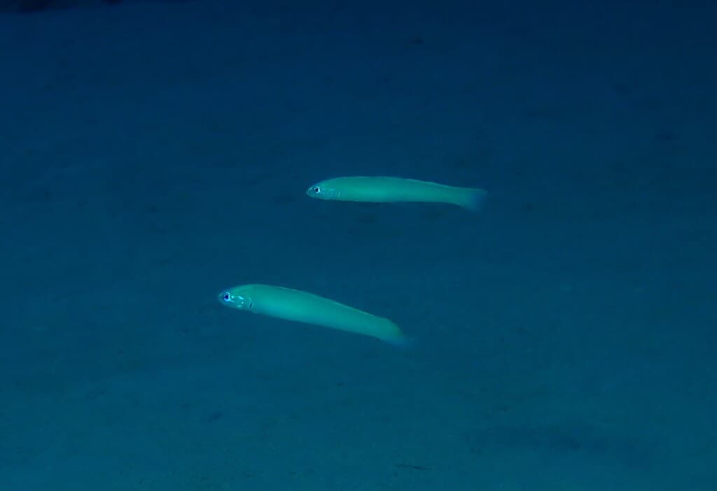 Green Silk Gudgeon Dartfish in a marine aquarium