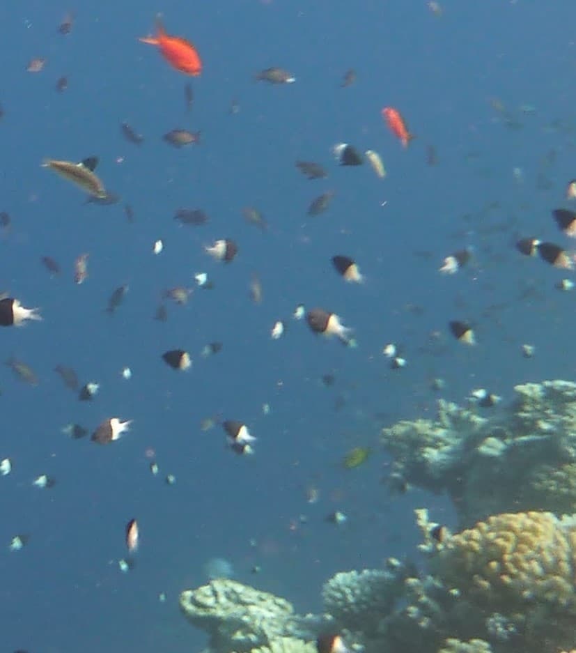 Half & Half Chromis in a marine aquarium
