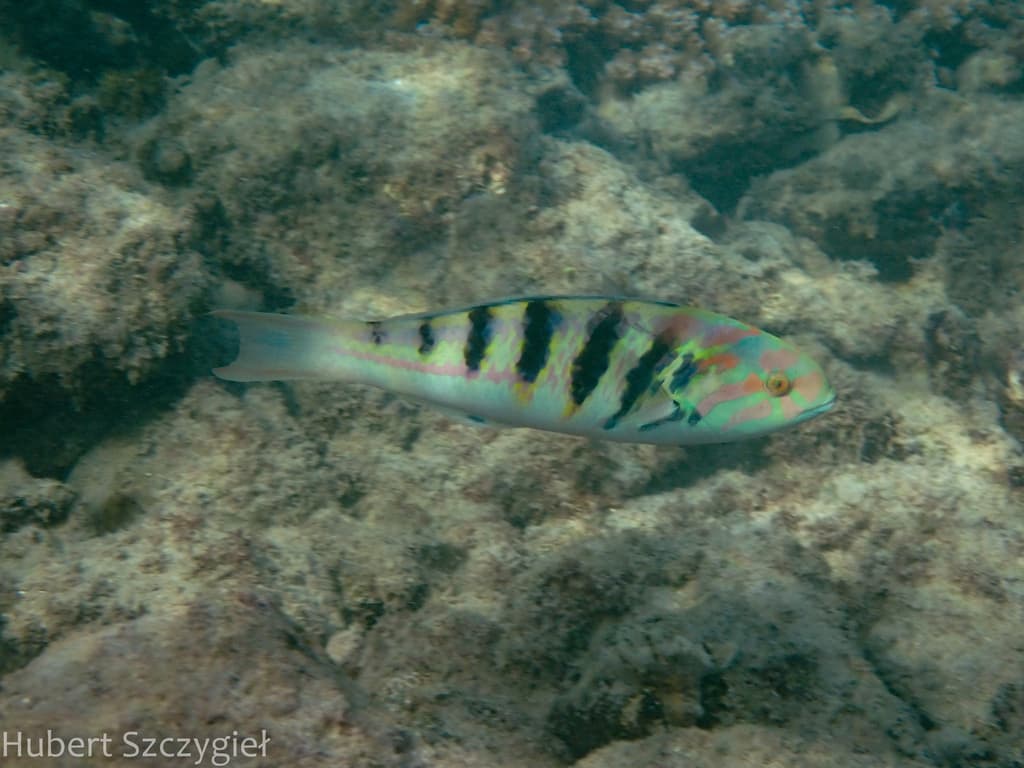 Hardwick Wrasse displaying green body with red vertical lines