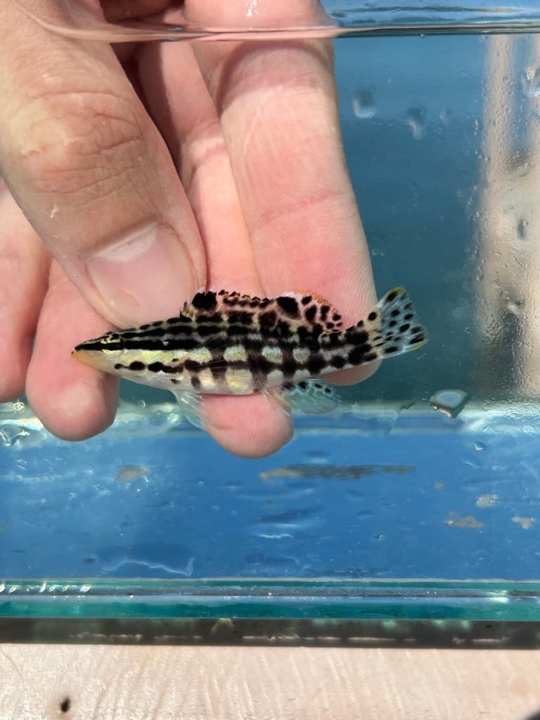Harlequin Bass showing bold black tiger stripes on white body