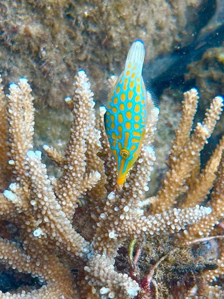 Harlequin Filefish in a marine aquarium