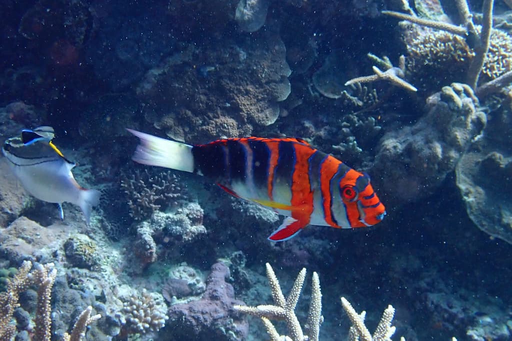 Harlequin Tuskfish in a marine aquarium