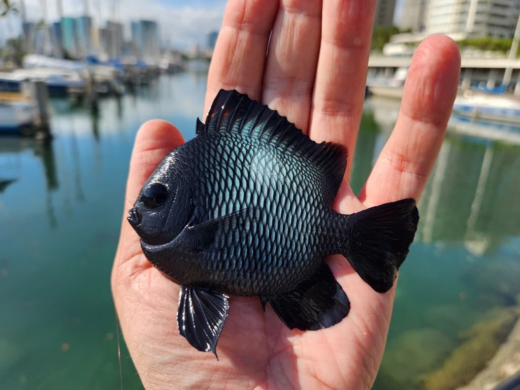 Hawaiian Dascyllus in a marine aquarium