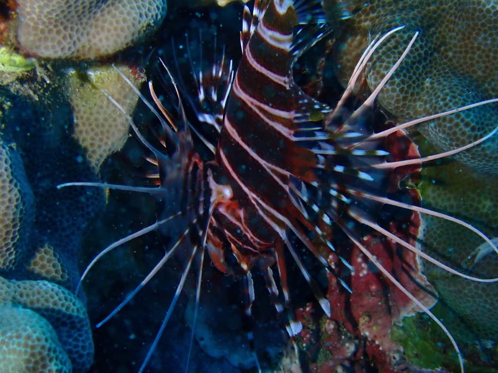 Hawaiian Lionfish in a marine aquarium