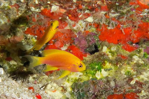 Hawaiian Longfin Anthias in a marine aquarium