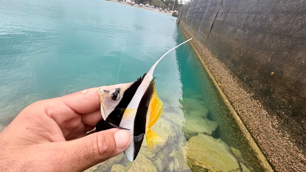 Heniochus Butterflyfish