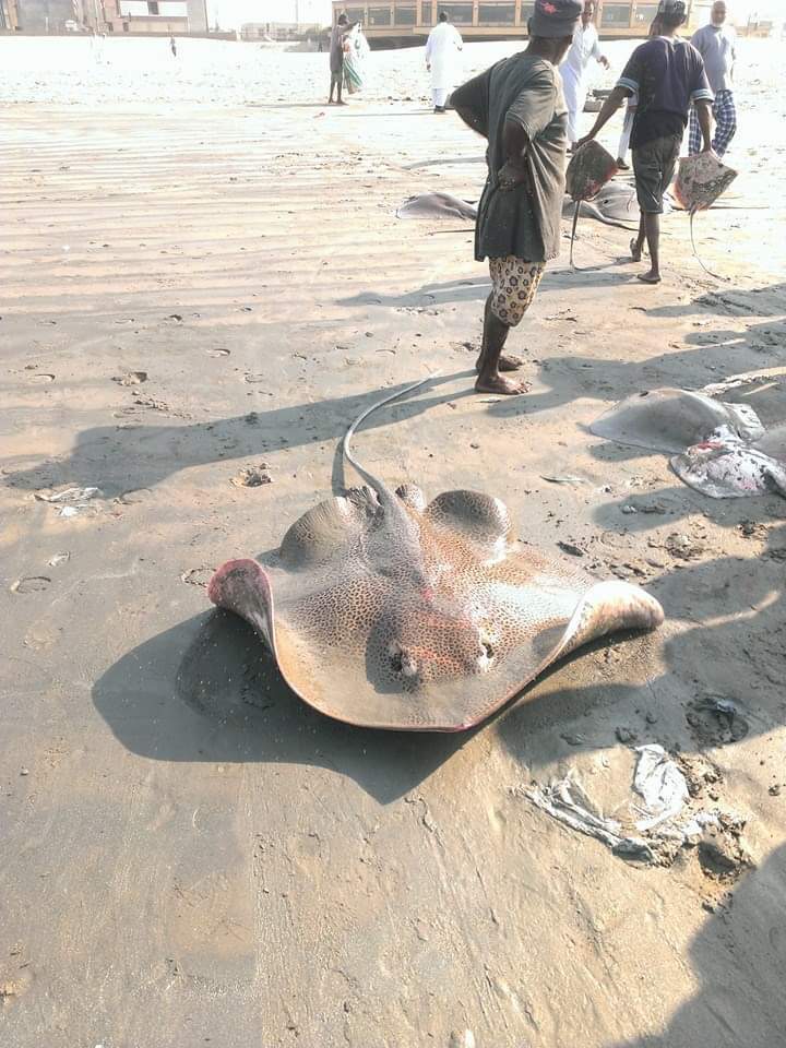 Honeycomb Stingray in a marine aquarium