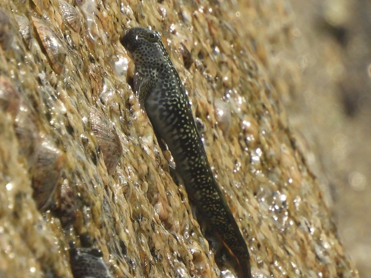 Horned Rockskipper on reef rock