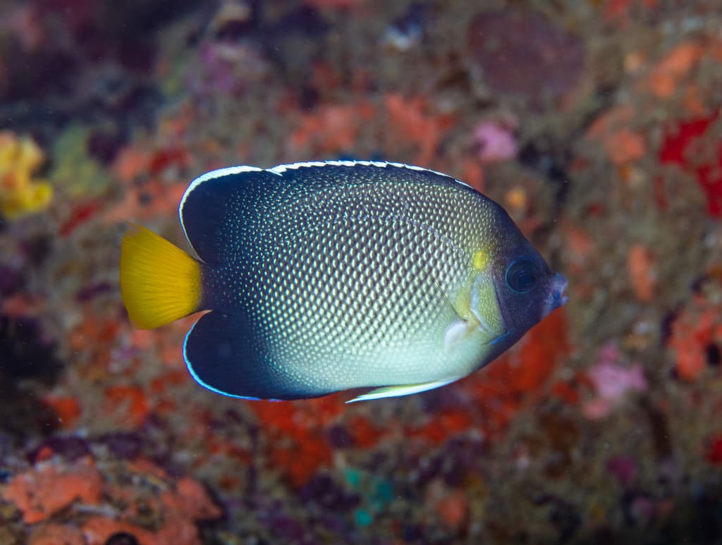 Indian Yellowtail Angelfish in a marine aquarium