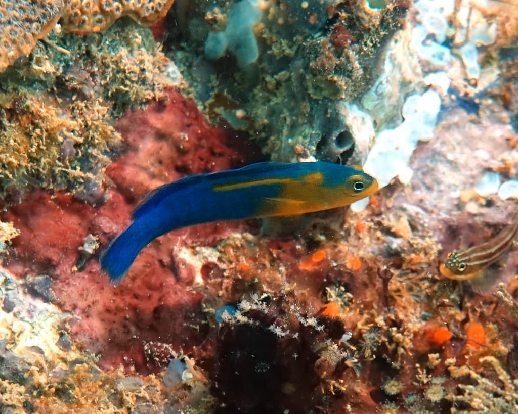 Indigo Dottyback in a marine aquarium