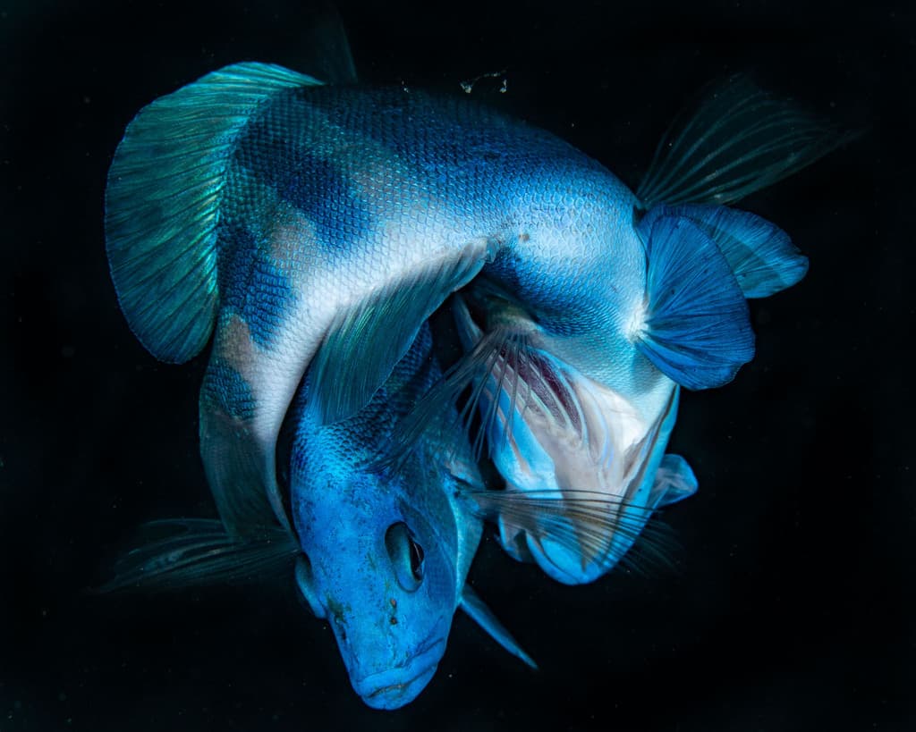 Indigo Hamlet in a marine aquarium