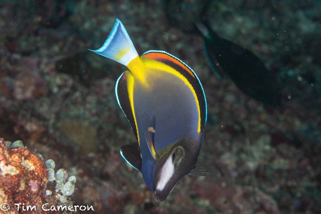 Japan Surgeonfish in a marine aquarium