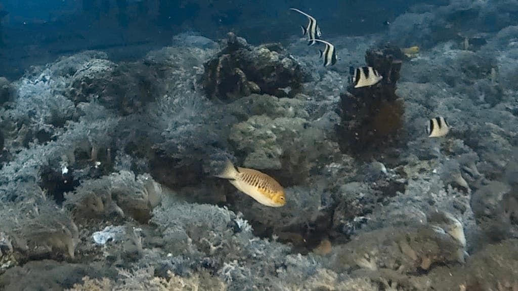 Japanese Swallowtail Angelfish in a marine aquarium