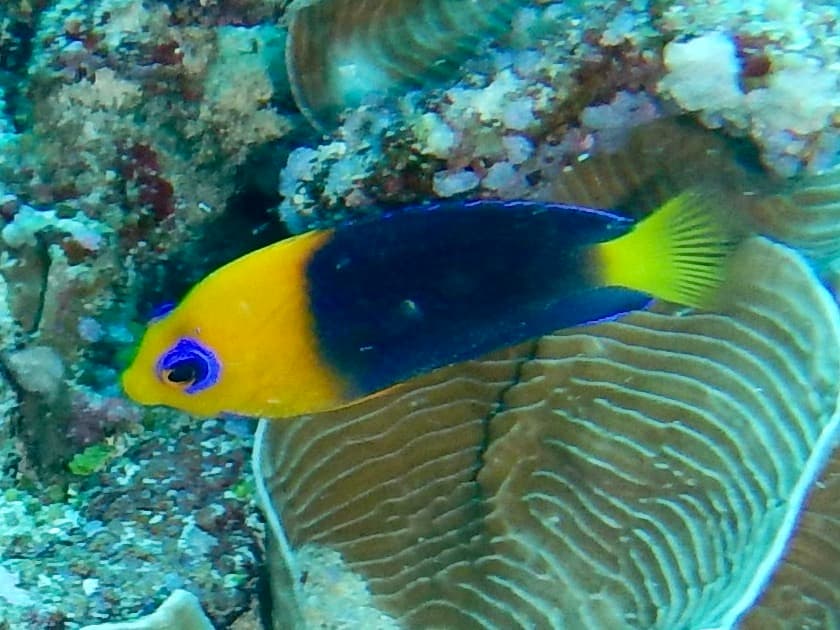 Joculator Angelfish in a marine aquarium