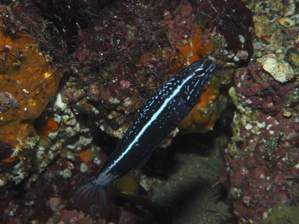 Kamohara Blenny in a marine aquarium