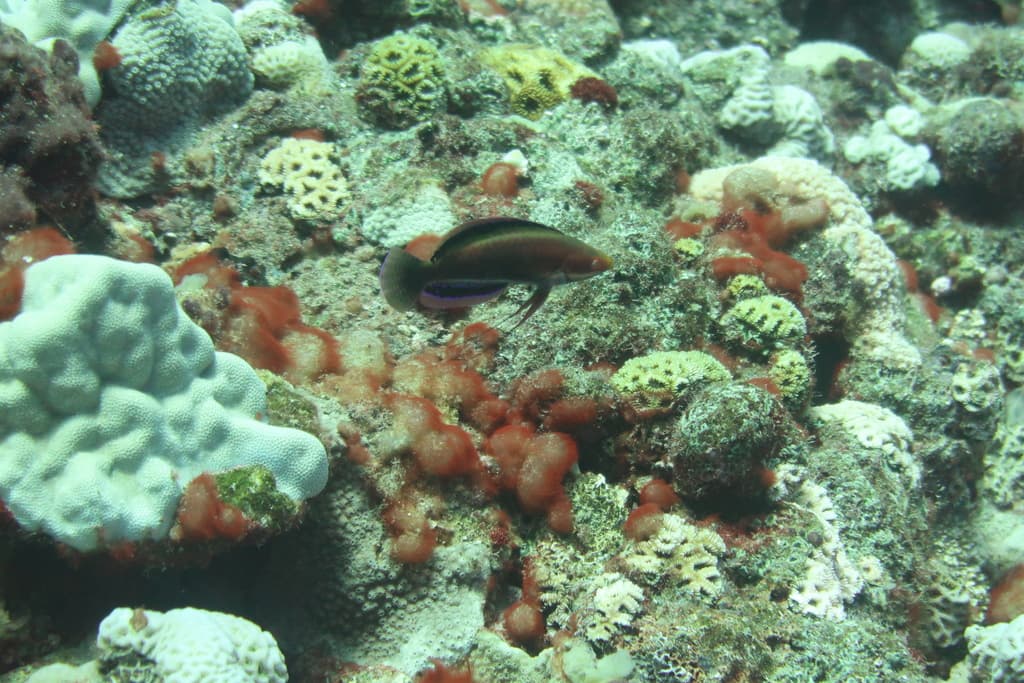 Katherine Fairy Wrasse