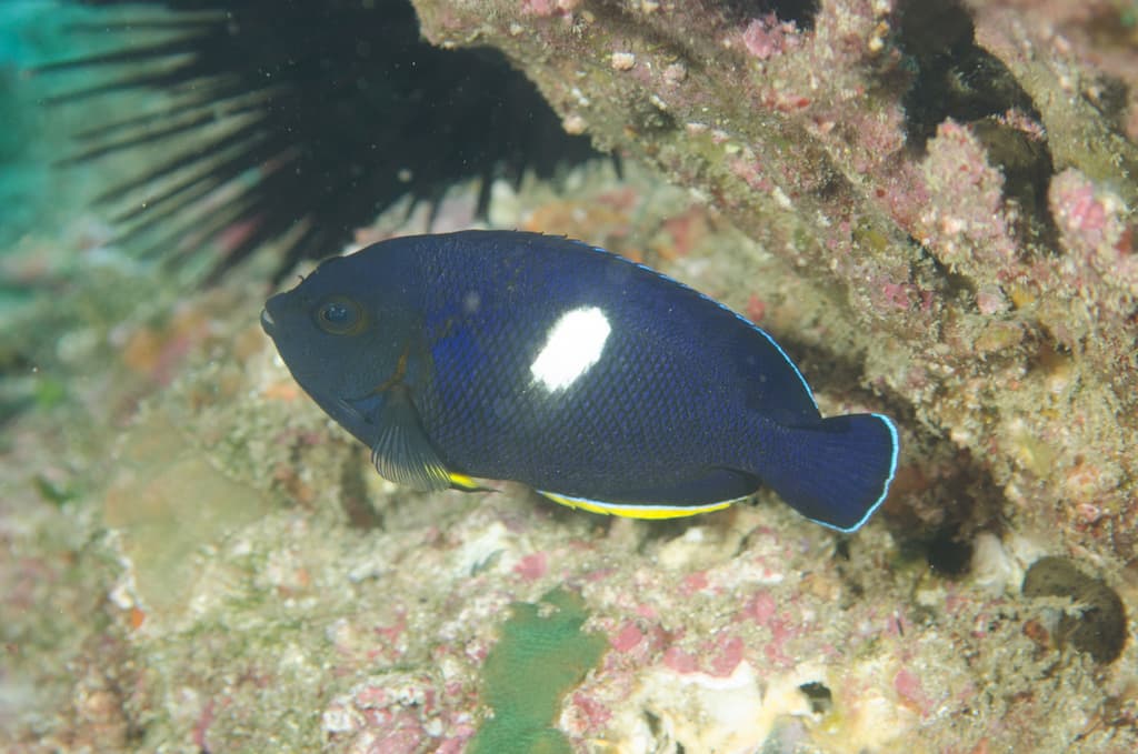 Keyhole Angelfish in a marine aquarium