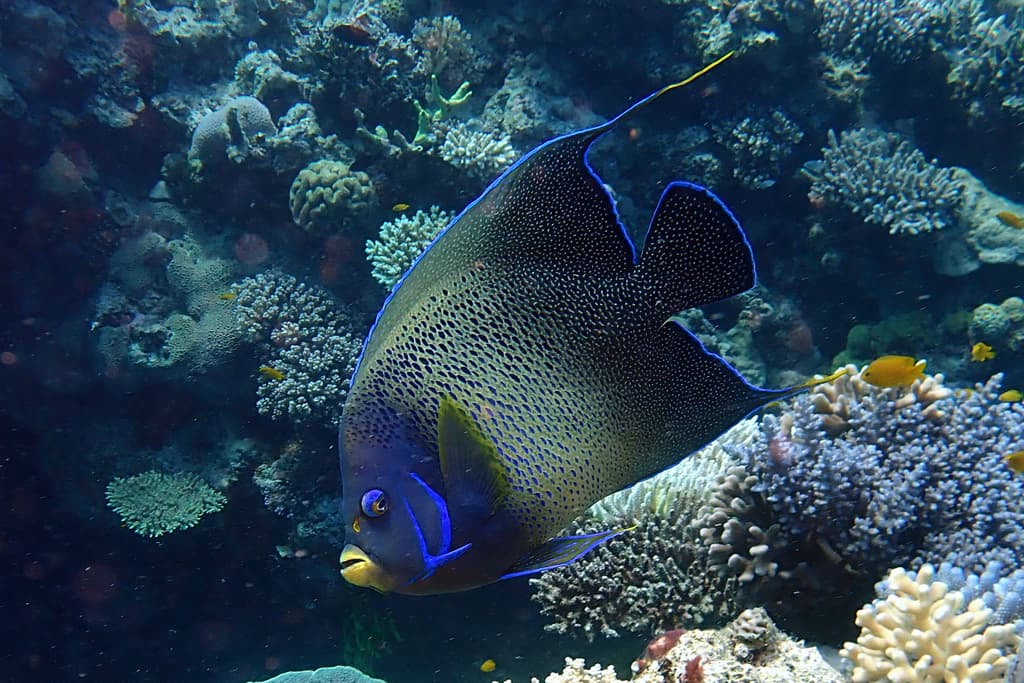 Koran Angelfish