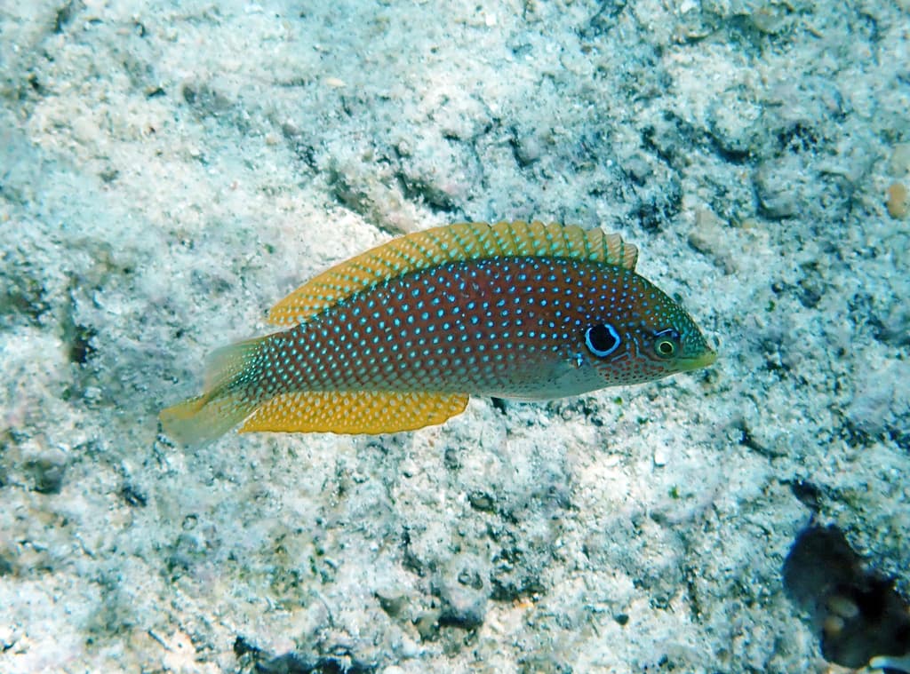 Kuiteri Leopard Wrasse displaying intricate spotted pattern in a reef aquarium