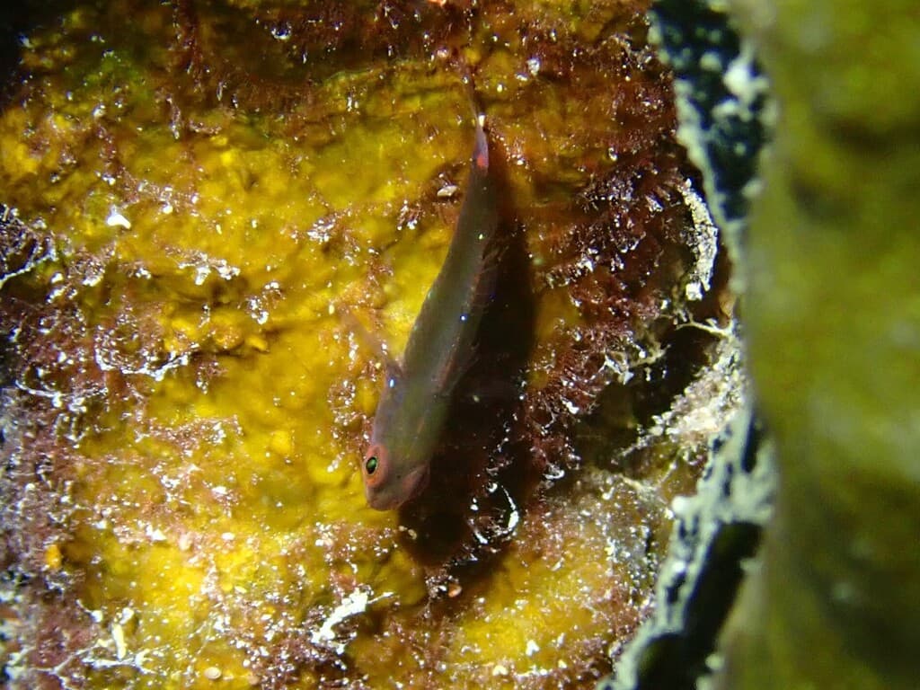 Lachdebere Eviota in a marine aquarium