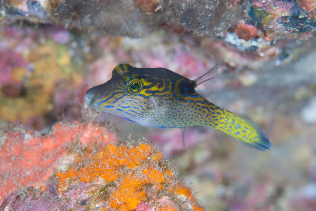 Lantern Toby showing bright coloration