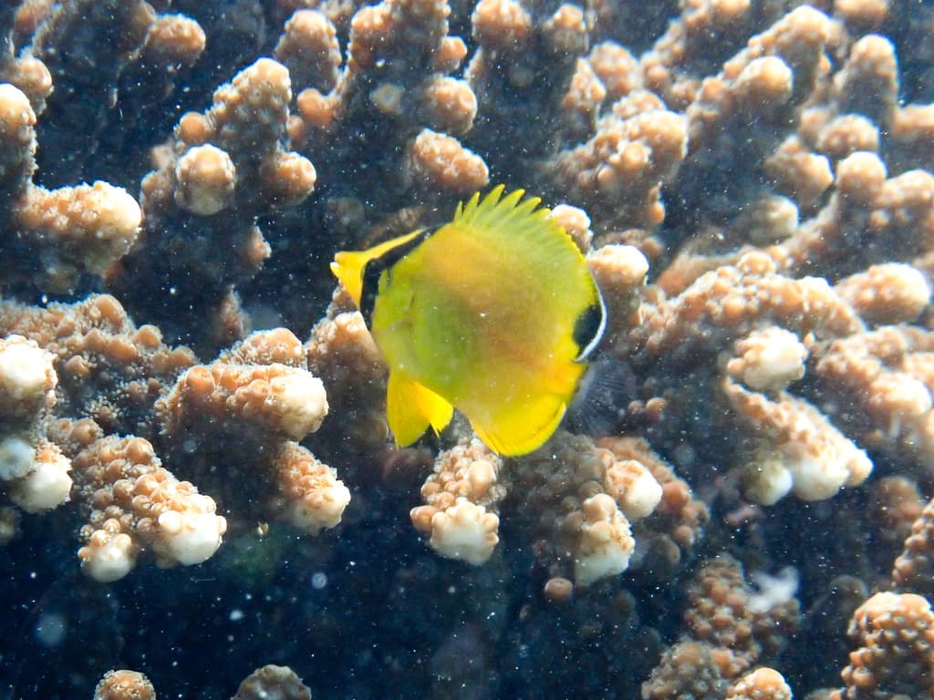 Latticed Butterflyfish in a marine aquarium