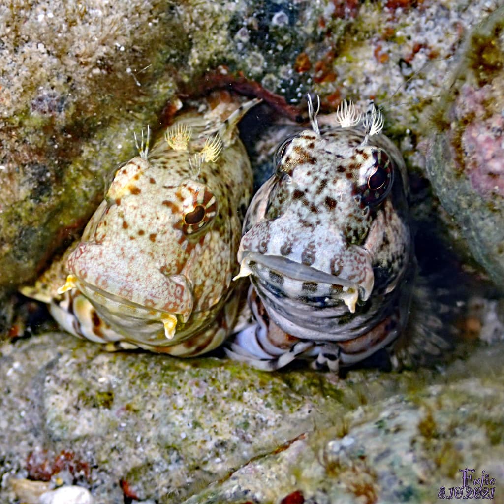 Lawnmower Blenny in a marine aquarium