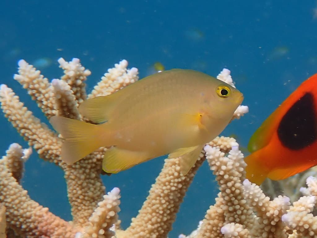 Lemon Damsel in a marine aquarium
