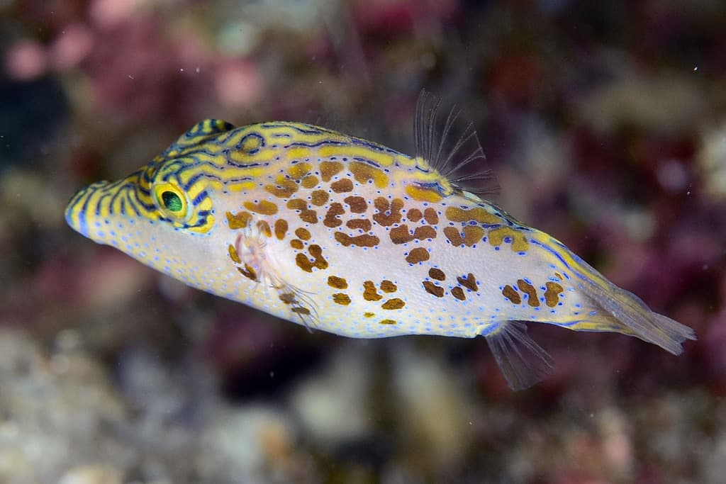 Leopard Puffer in a marine aquarium