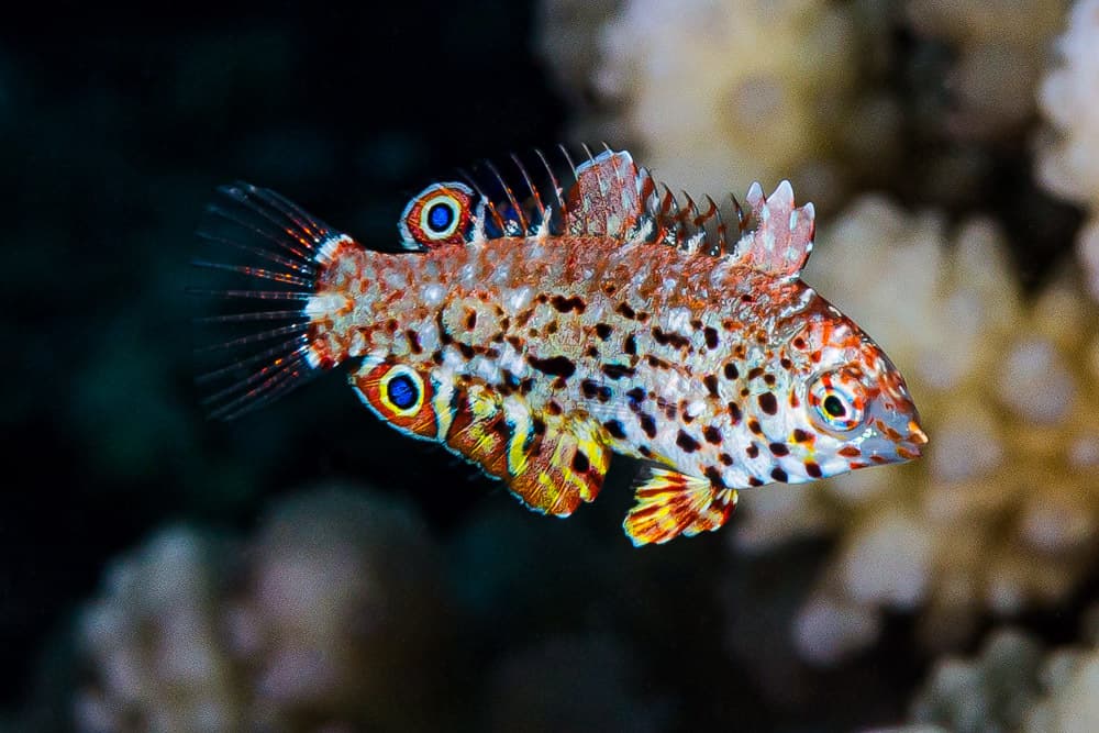 Leopard Wrasse
