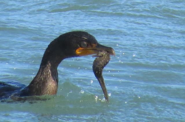 Lined Seahorse in a marine aquarium