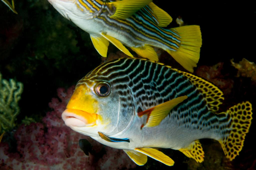Lined Sweetlips in a marine aquarium